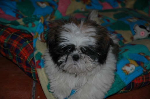 hannah de cachorro hannah de cachorro
